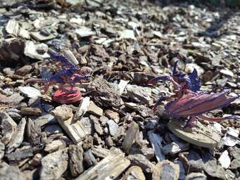 Vignette IMG_20250308_125619.jpg 